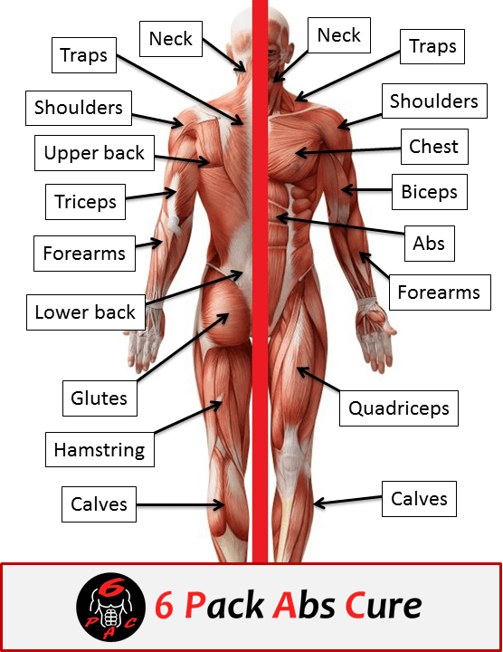 Human Muscle Anatomy Basics 6 Pack Abs Cure