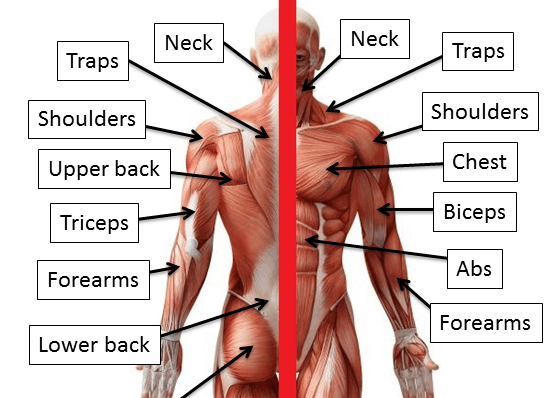 Ab muscles diagram