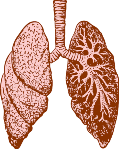 Lungs - workout breathing required abdominal breathing to fill up the bottom portion of your lungs