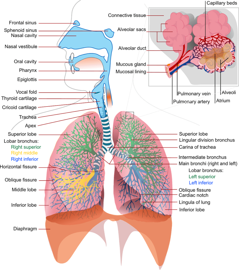 Workout breathing - breath right - it starts by knowing yourself and your organs. Human lungs.